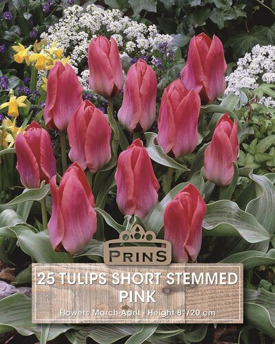 Prins tulp short stemmed pink 25 bollen