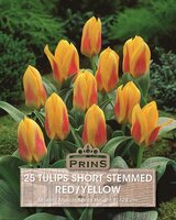 Prins tulp short stemmed red / yellow 25 bollen