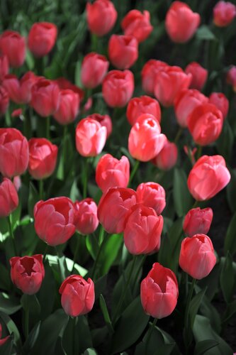 VAN EIJK TULIPA