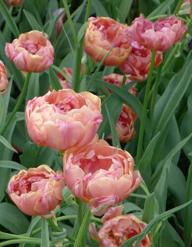 TULPEN DAZZLING