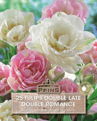 Prins tulpen dubbel romance 25 bollen