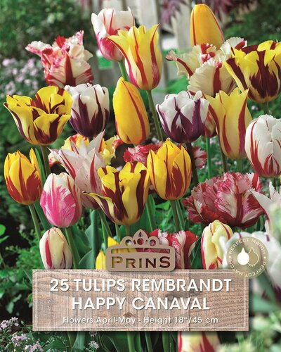 Prins tulpen happy carnaval 25 bollen