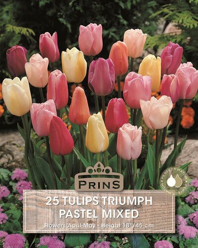 Prins tulpen pastel mix 25 bollen