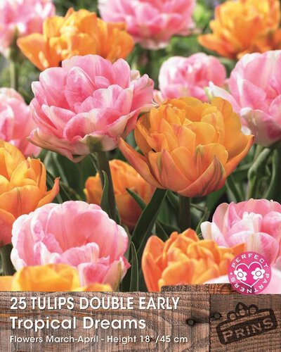 Prins tulpen tropical dreams 25 bollen