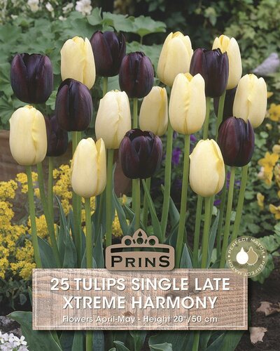 Prins tulpen xtreme harmony 25 bollen