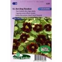 Tropaeolum zaden Black Velvet Oost-Indische kers