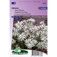 Leontopodium Alpinum zaden Edelweiss