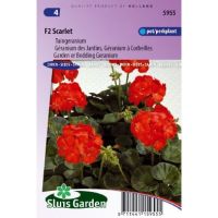 Pelargonium Hortorum zaden F2 Scarlet tuingeranium