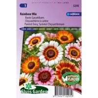 Chrysanthemum zaden Rainbow mix Margriet