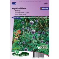 Echinops Ritro zaden Kogeldistel Blauw