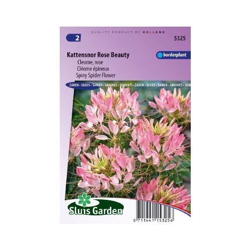 Cleome Spinosa zaden Rose Beauty Kattensnor