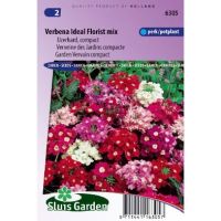 Verbena zaden Ideal Florist Mix ijzerhard