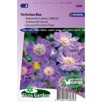 Scabiosa Caucasica zaden Perfection Blue duifkruid