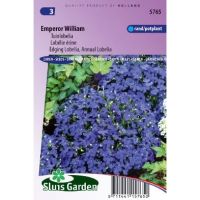 Lobelia Erinus Compacta zaden Emperor William