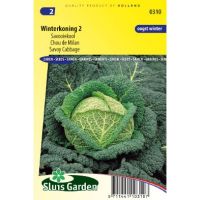 Savooiekool zaden Winterkoning 2