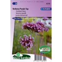 Verbena Bonariensis zaden Purple Top ijzerhard