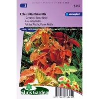 Coleus Blumei zaden Rainbow mix siernetel