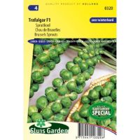Spruitkool zaden Trafalgar F1