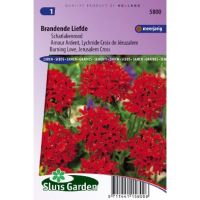 Lychnis Chalcedonica zaden Brandende Liefde