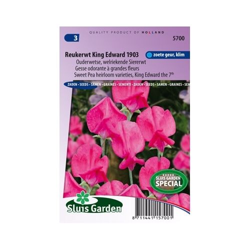 Lathyrus Odoratus zaden King Edward the 7th reukerwt