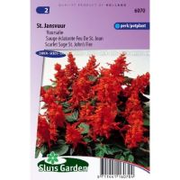 Salvia Splendens zaden St. John's Fire/St, Jansvuur