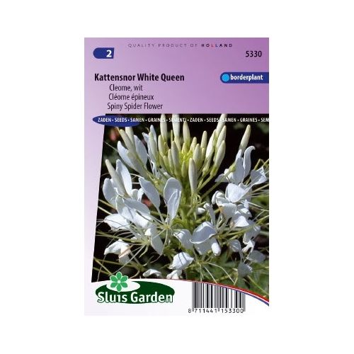 Cleome Spinosa zaden White Queen Kattensnor