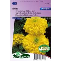 Tagetes Erecta zaden Smiles afrikaan