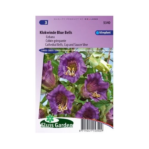 Cobaea Scandens zaden Blue Bells Klokwinde