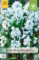 Puschkinia libanotica 25 bollen - afbeelding 3