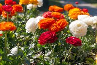 Ranonkel mix 40 knollen - afbeelding 2