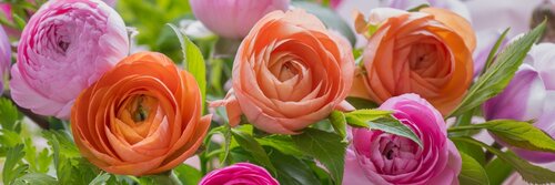 Ranonkel pastel mix - afbeelding 2