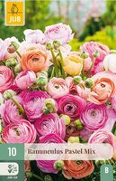 Ranonkel pastel mix - afbeelding 2