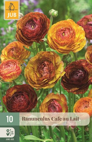 Ranunculus cafe au lait 10 knollen