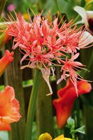Scadoxus multiflorus - afbeelding 2