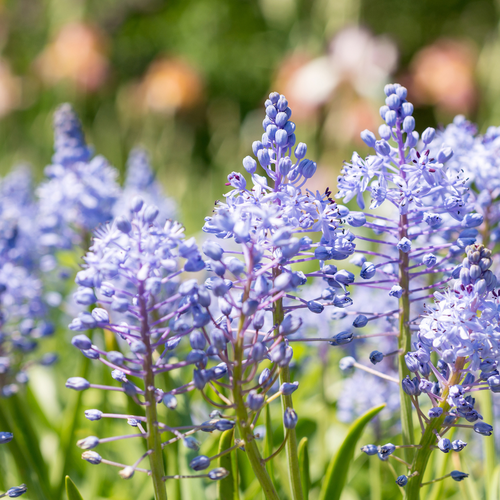Scilla litardierei 10 bollen - afbeelding 3