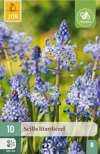 Scilla litardierei 10 bollen - afbeelding 2