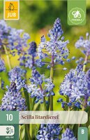 Scilla litardierei 10 bollen - afbeelding 2