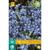 Scilla siberica 20 bollen - afbeelding 2