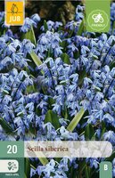 Scilla siberica 20 bollen - afbeelding 3