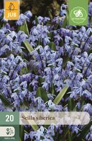 Scilla siberica 20 bollen