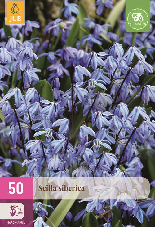 Scilla siberica 50 bollen - afbeelding 1