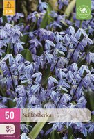 Scilla siberica 50 bollen
