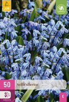 Scilla siberica 50 bollen - afbeelding 3