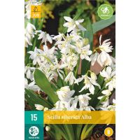 Scilla siberica alba 15 bollen - afbeelding 1