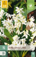 Scilla siberica alba 15 bollen - afbeelding 3