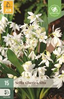 Scilla siberica alba 15 bollen