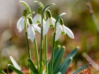 Sneeuwklokjes