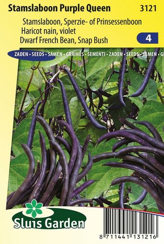 Stamslaboon Purple Queen