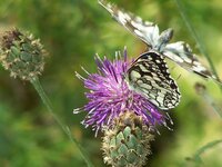 TAS VROLIJKE VLINDER BLOEMBOLLEN MENGSEL