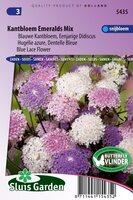 Trachymene Caeruleus zaden Kantbloem mix